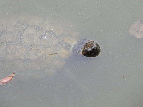 เต่าแก้มแดง · Red-eared Slider · Trachemys scripta elegans