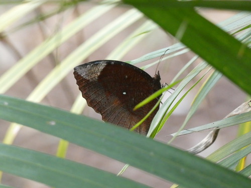ผีเสื้อหนอนมะพร้าวธรรมดา · Common Palmfly · Elymnias hypermnestra