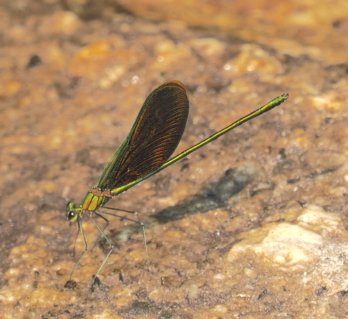แมลงปอเข็มน้ำตกใหญ่จีน · Green Metalwing · Neurobasis chinensis