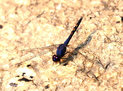 แมลงปอบ้านไตรมิตรสีน้ำเงิน · Indigo Dropwing · Trithemis festiva