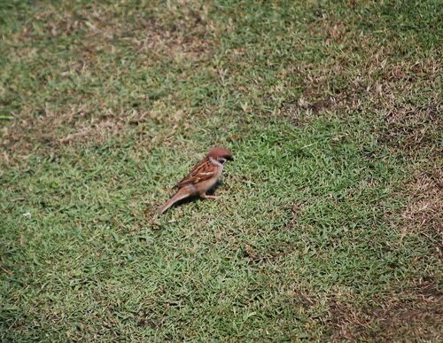 นกกระจอกบ้าน · Eurasian Tree Sparrow · Passer montanus