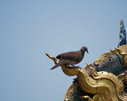 นกเขาใหญ่ · Spotted Dove · Spilopelia chinensis