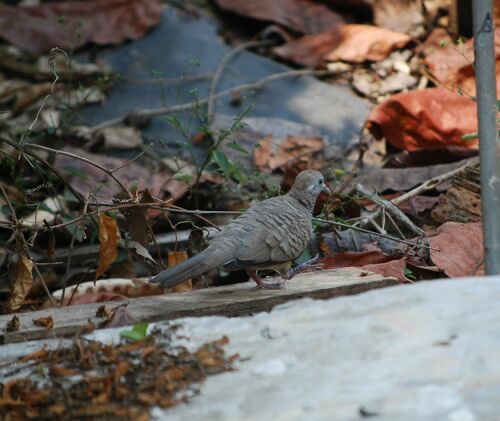 นกเขาชวา · Zebra Dove · Geopelia striata