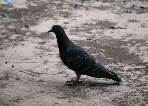 นกพิราบป่าปละ · Feral Pigeon · Columba livia domestica