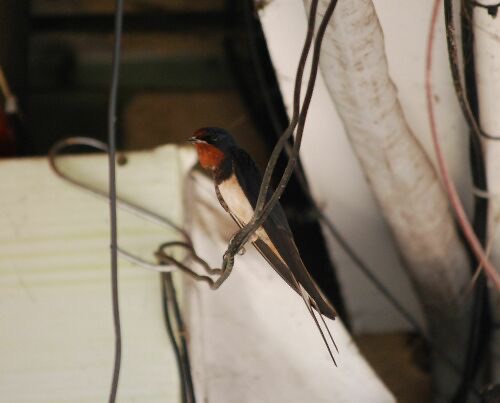 นกนางแอ่นบ้าน · Barn Swallow · Hirundo rustica