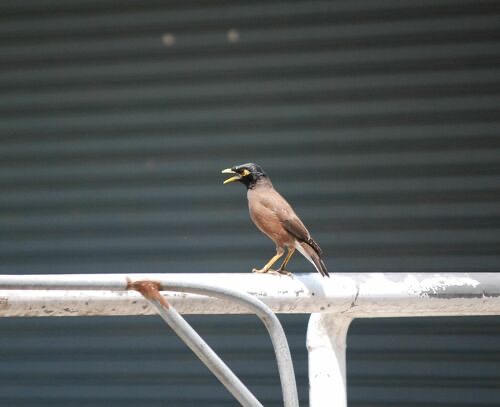 นกเอี้ยงสาริกา · Common Myna · Acridotheres tristis