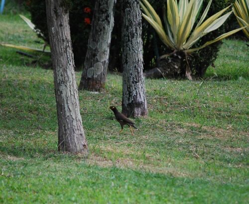 นกเอี้ยงสาริกา · Common Myna · Acridotheres tristis