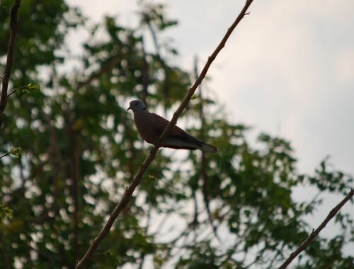 นกเขาไฟ · Red Collared-Dove · Streptopelia tranquebarica