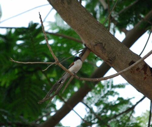 นกอีเสือหลังแดง · Burmese Shrike · Lanius collurioides