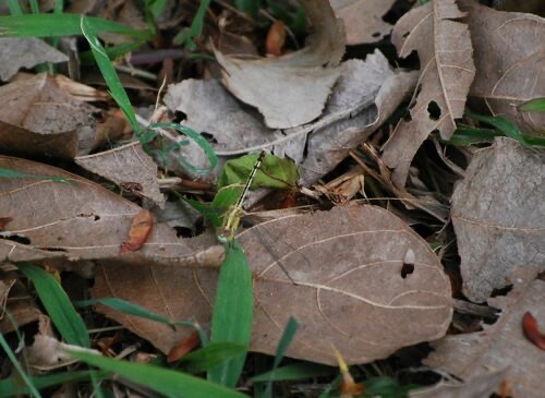 แมลงปอบ้านสองสีฟ้า · Chalky Percher · Diplacodes trivialis
