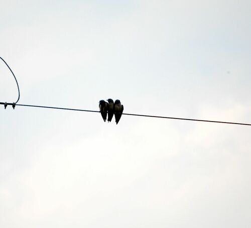 นกแอ่นพง · Ashy Woodswallow · Artamus fuscus