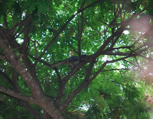 Asian Koel (Malayan) · Eudynamys scolopaceus malayanus