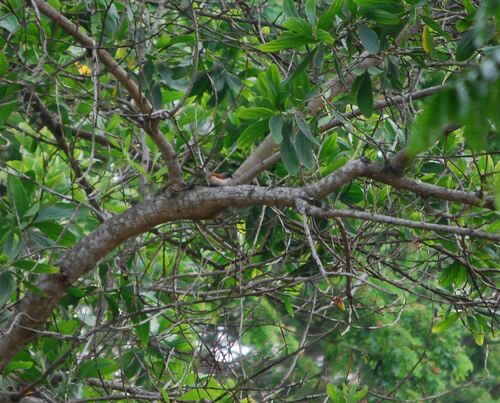 Lanius collurioides collurioides