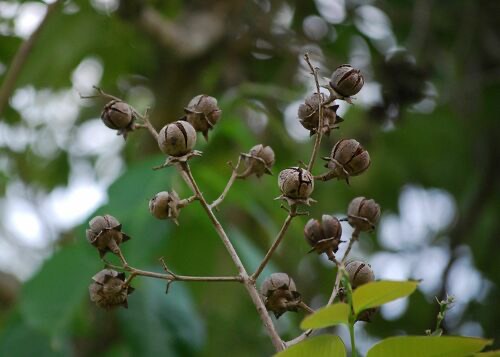 อินทนิลน้ำ · Giant Crepe-myrtle · Lagerstroemia speciosa
