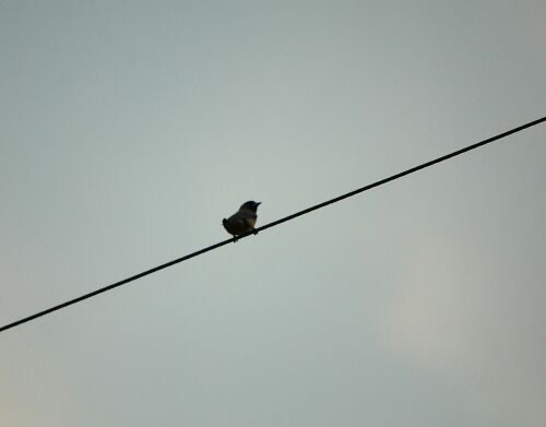 นกแอ่นพง · Ashy Woodswallow · Artamus fuscus