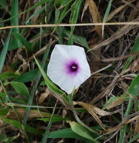 ผักบุ้ง · Water Morning Glory · Ipomoea aquatica