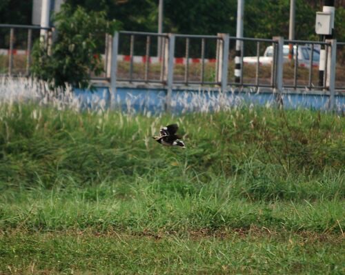 นกกิ้งโครงคอดำ · Black-collared Starling · Gracupica nigricollis