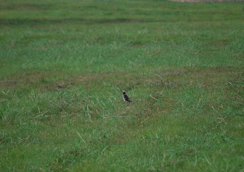 นกกิ้งโครงคอดำ · Black-collared Starling · Gracupica nigricollis