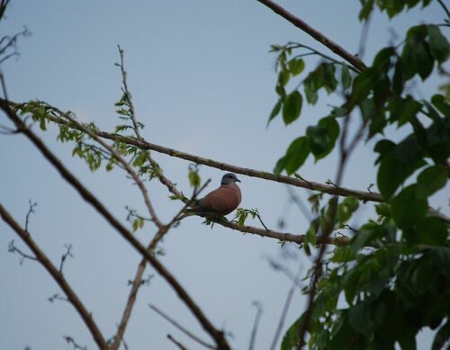 นกเขาไฟ · Red Collared-Dove · Streptopelia tranquebarica