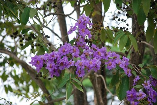 อินทนิลน้ำ · Giant Crepe-myrtle · Lagerstroemia speciosa