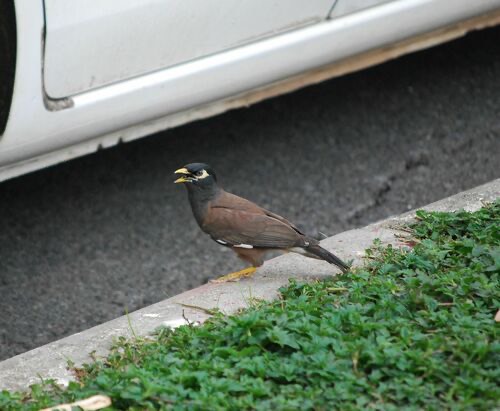 นกเอี้ยงสาริกา · Common Myna · Acridotheres tristis