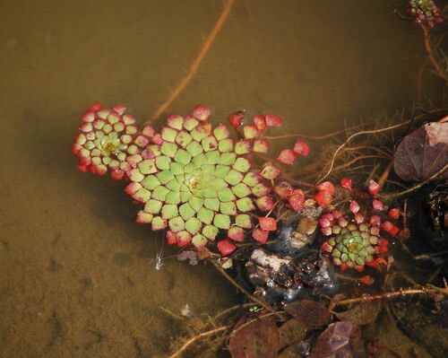 กระจับแก้ว · Mosaic Plant · Ludwigia sedioides
