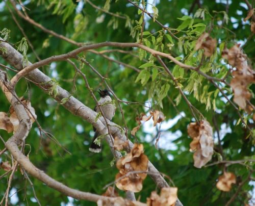 นกปรอดหัวสีเขม่า · Sooty-headed Bulbul · Pycnonotus aurigaster