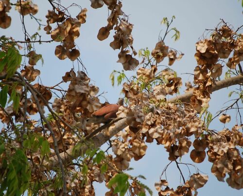 นกเขาไฟ · Red Collared-Dove · Streptopelia tranquebarica