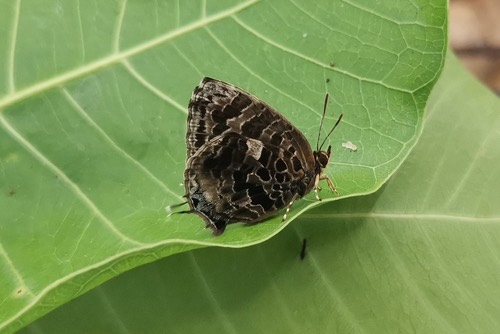 ผีเสื้อฟ้าไม้ก่อจุดขาวแปลก · Aberrant Oakblue · Arhopala abseus