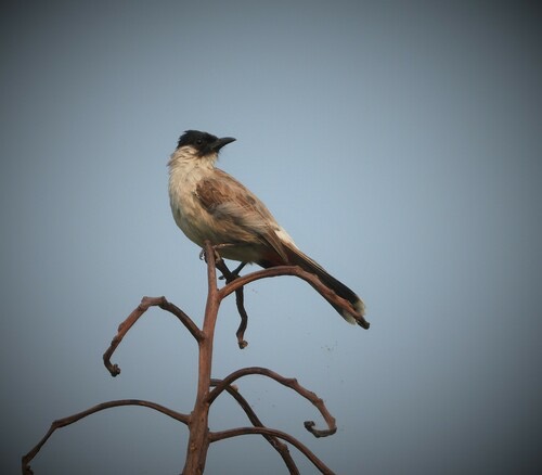 นกปรอดหัวสีเขม่า · Sooty-headed Bulbul · Pycnonotus aurigaster