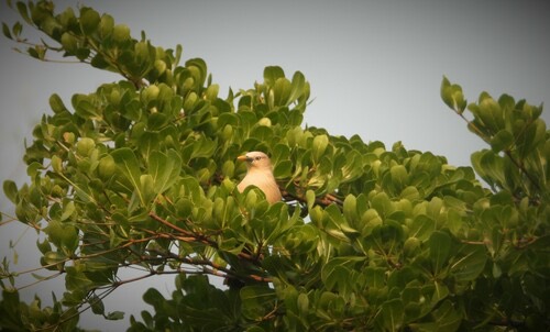 นกกิ้งโครงแกลบหัวเทา · Chestnut-tailed Starling · Sturnia malabarica