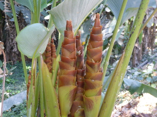 pampano · Calathea lutea