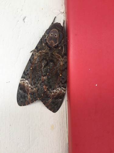 ผีเสื้อหัวกะโหลกเล็ก · Eastern Death's Head hawkmoth · Acherontia styx