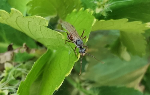 มดหนามกระทิงไฟ · Polyrhachis bicolor
