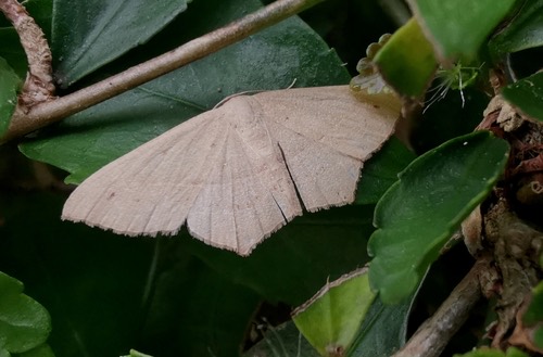 Traminda mundissima