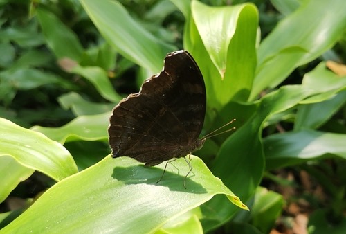 ผีเสื้อแพนซีตาลไหม้ · Chocolate Pansy · Junonia iphita