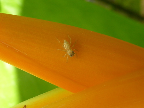 แมงมุมกระโดดหลากสี · Multi-Coloured Phintella · Phintelloides versicolor
