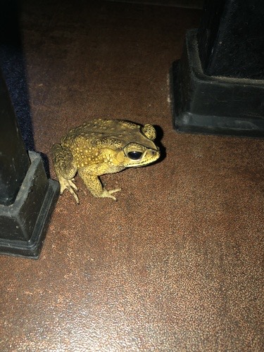 คางคกบ้าน · Asian Common Toad · Duttaphrynus melanostictus