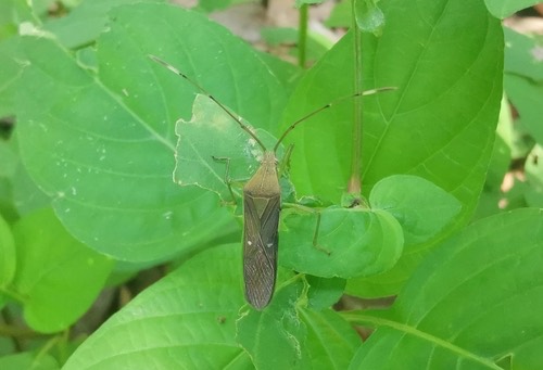 Homoeocerus punctum