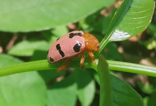Podontia affinis