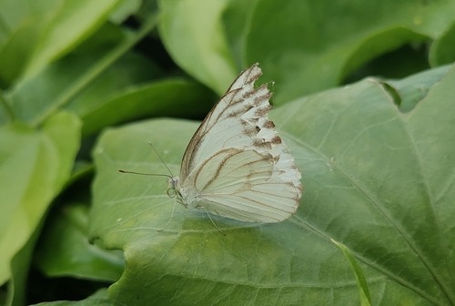 ผีเสื้อหนอนใบกุ่มเส้นดำ · Striped Albatross · Appias libythea