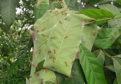 มดแดง · Asian Weaver Ant · Oecophylla smaragdina