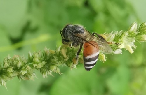 ผึ้งมิ้ม · Red Dwarf Honey Bee · Apis florea