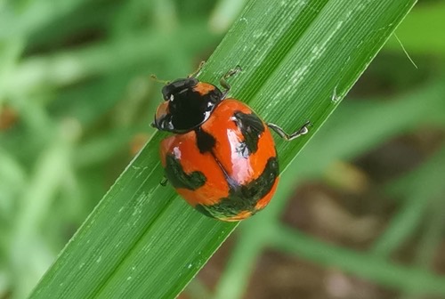 ด้วงเต่าลายขวาง · Small Transverse Ladybird Beetle · Coccinella transversalis