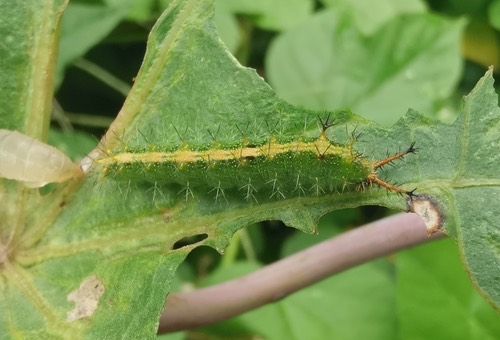 ผีเสื้อหนอนละหุ่งธรรมดา · Common Castor Butterfly · Ariadne merione