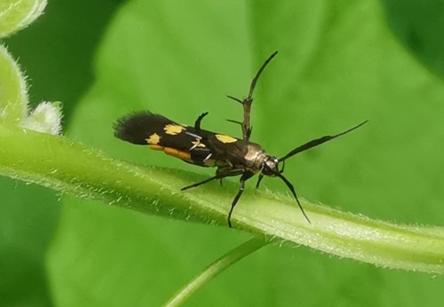 Eretmocera impactella