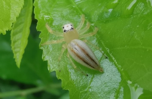 แมงมุมกระโดดหัวแหวนทับทิม · Two-striped Telamonia · Telamonia dimidiata