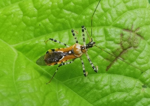 Cosmolestes annulipes