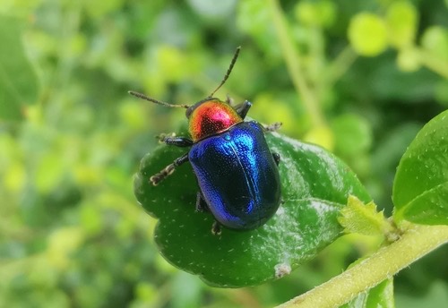 ด้วงดอกรักสีน้ำเงิน · Parheminodes pulcher