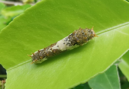 ผีเสื้อหนอนมะนาว · Lime Swallowtail · Papilio demoleus